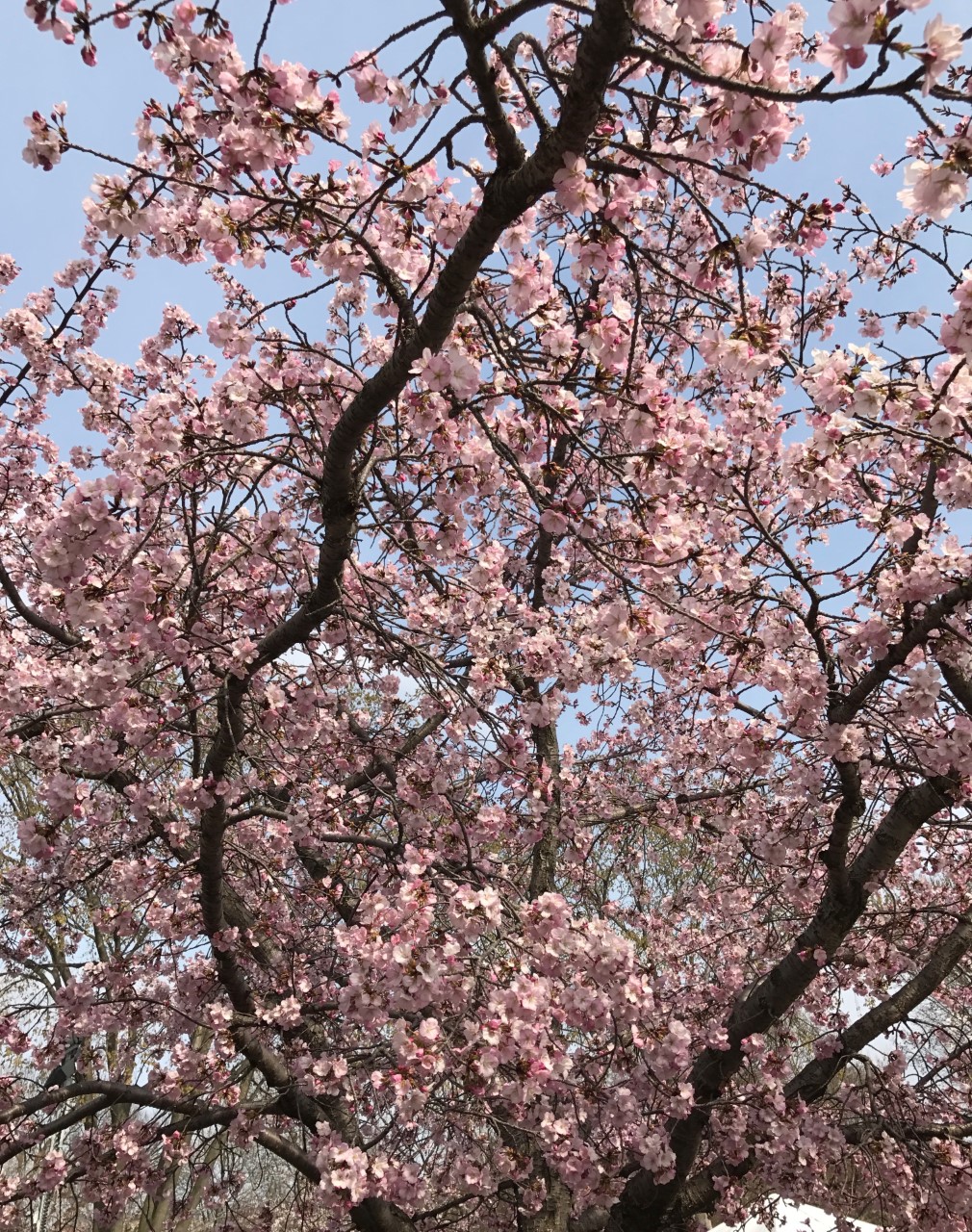 Cherry Blossom Tree